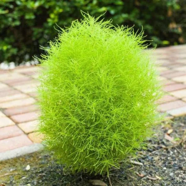 Kochia Seeds