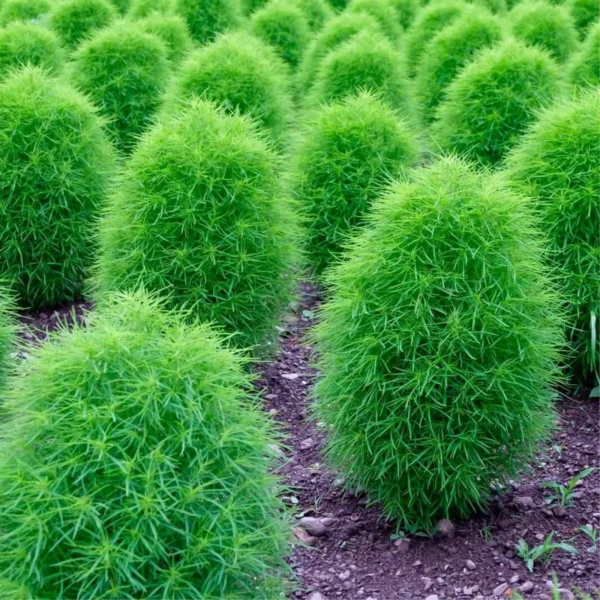 Kochia Seeds