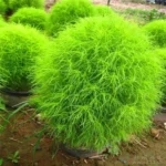 Kochia_Seeds_4 Kochia Seeds