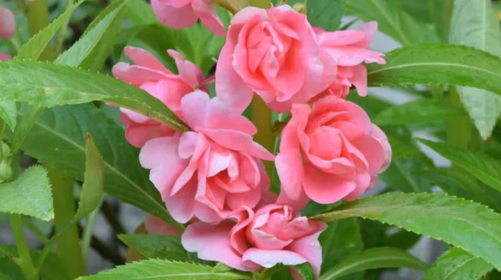 10 best summer flowering plants in india (heat-resistant & easy to grow) 10 best summer flowering plants in india (heat-resistant & easy to grow)