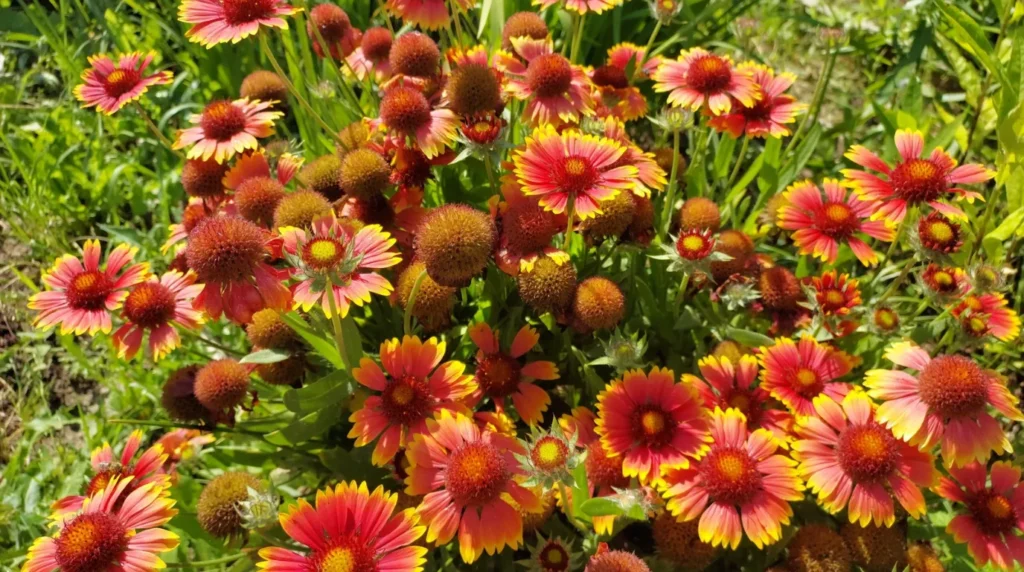 10 best summer flowering plants in india (heat-resistant & easy to grow) 10 best summer flowering plants in india (heat-resistant & easy to grow)