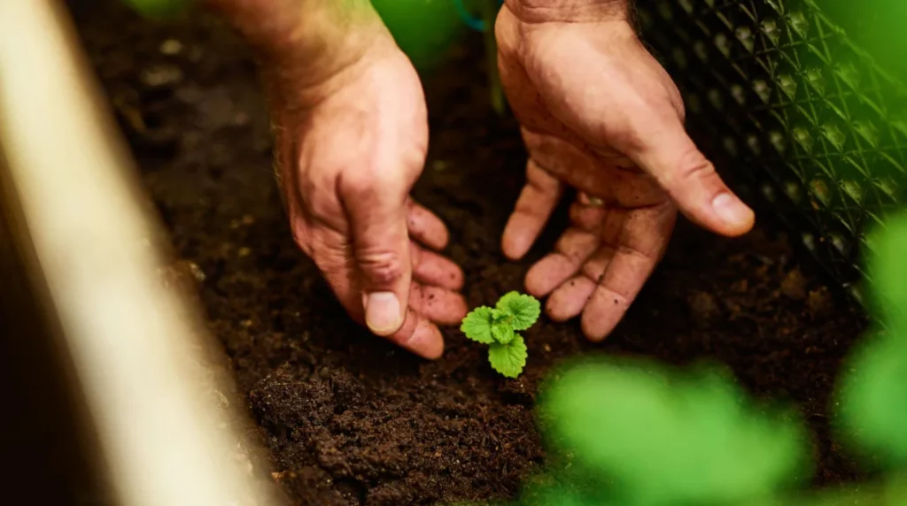 Plant growth: 7 powerful ways to build healthy soil for maximum results Garden soil