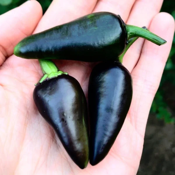 Hungarian Black Pepper Seeds