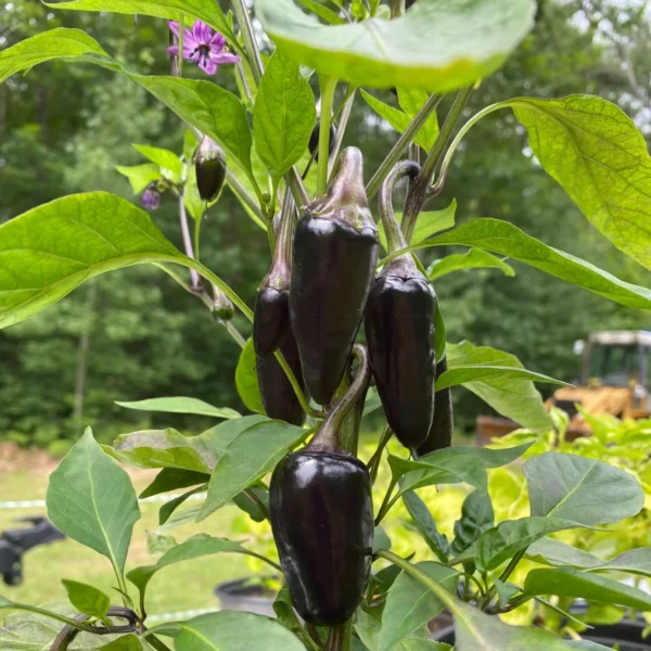 Hungarian Black Pepper Seeds