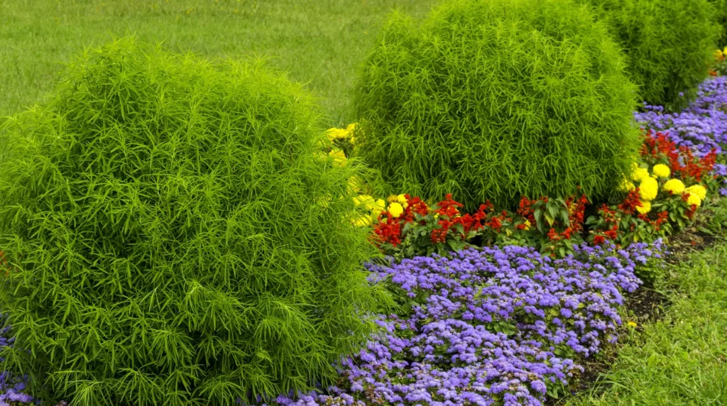 10 best summer flowering plants in india (heat-resistant & easy to grow) 10 best summer flowering plants in india (heat-resistant & easy to grow)