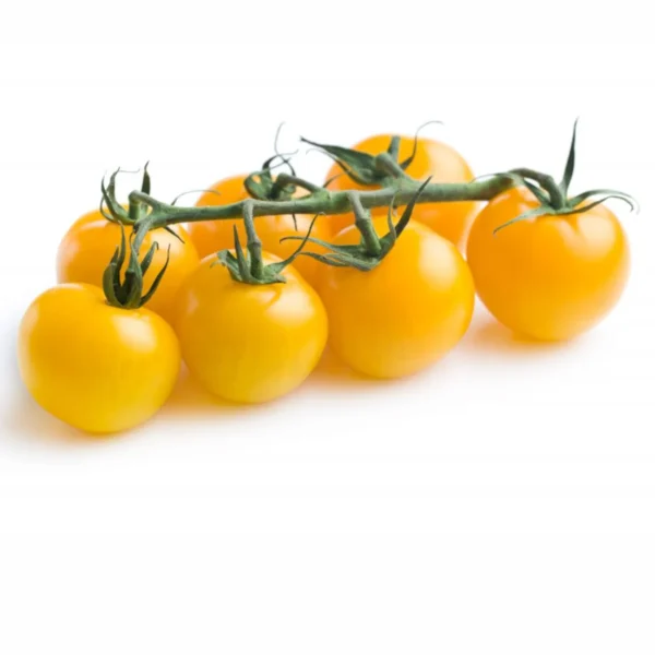 Leaffyco yellow cherry tomato seeds_1 Leaffyco yellow cherry tomato seeds
