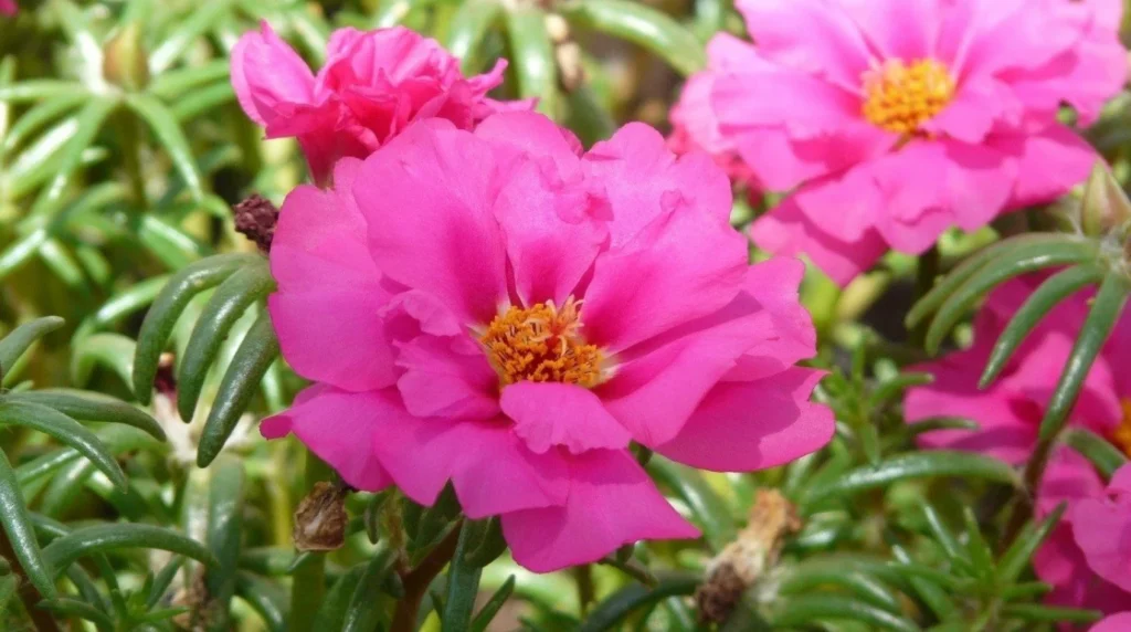 10 best summer flowering plants in india (heat-resistant & easy to grow) 10 best summer flowering plants in india (heat-resistant & easy to grow)