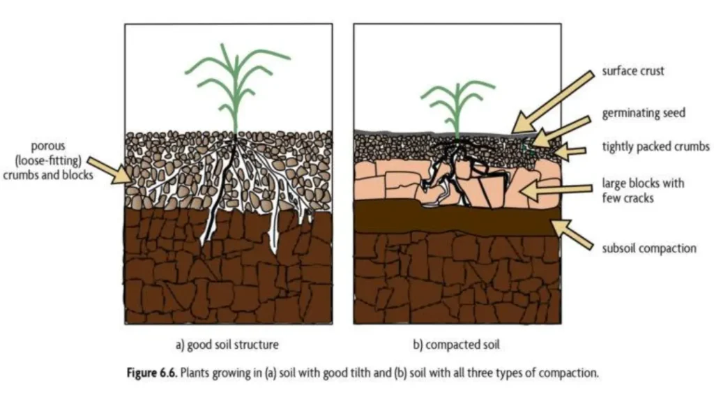 Plant growth: 7 powerful ways to build healthy soil for maximum results Plant growth: 7 powerful ways to build healthy soil for maximum results