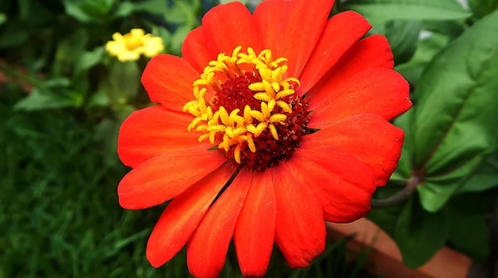 10 best summer flowering plants in india (heat-resistant & easy to grow) 10 best summer flowering plants in india (heat-resistant & easy to grow)