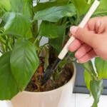 Leaffyco Bonsai Tool Set