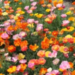 Leaffyco California Poppy Mix Seeds