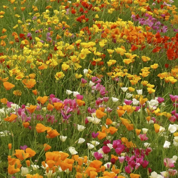 Leaffyco California Poppy Mix Seeds