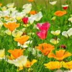 Leaffyco California Poppy Mix Seeds