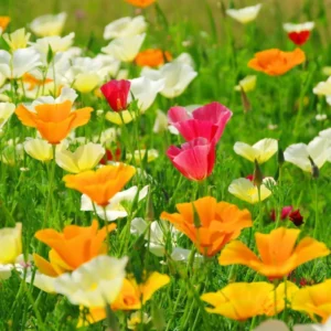 Leaffyco california poppy mix seeds