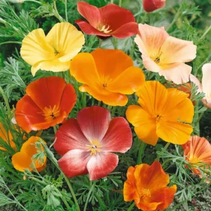 Buy plant, seed, pot, fertilizer @ lowest price | leaffyco® Leaffyco california poppy mix seeds