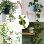 Plant Support Clips