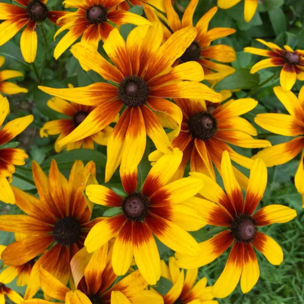 Rudbeckia Rustic Dwarf