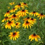 Rudbeckia Rustic Dwarf