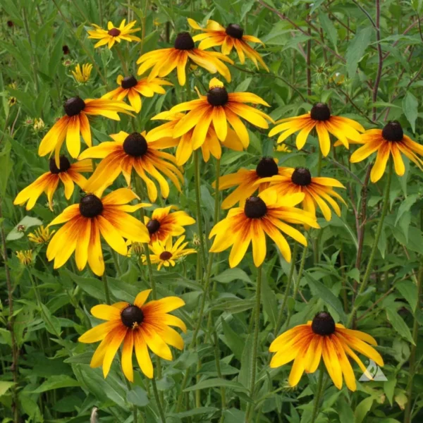 Rudbeckia Rustic Dwarf