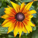 Rudbeckia Rustic Dwarf