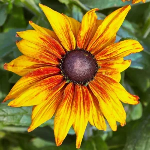 Rudbeckia Rustic Dwarf
