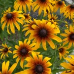 Rudbeckia Rustic Dwarf