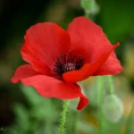 Leaffyco indian Poppy Seeds