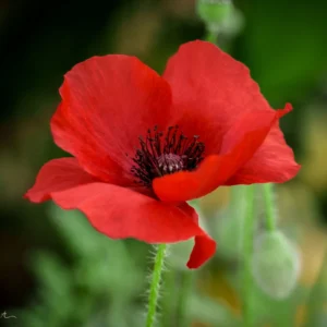 Leaffyco indian Poppy Seeds