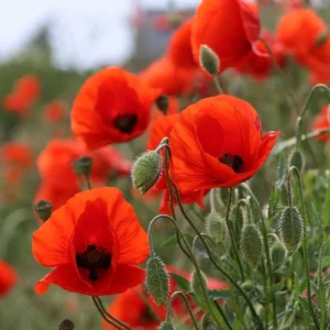 Leaffyco indian Poppy Mix Seeds