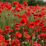 Leaffyco indian Poppy Seeds