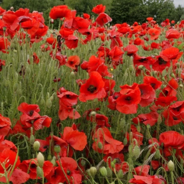 Leaffyco indian Poppy Seeds