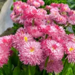 Bellis Double Rose Flower Seeds