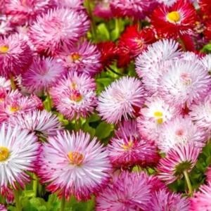 Bellis double rose flower seeds