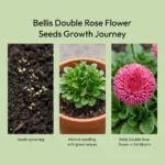 Bellis Double Rose Flower Seeds