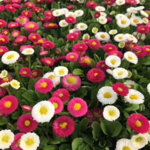 Daisy bellis pomponette mix flower seeds