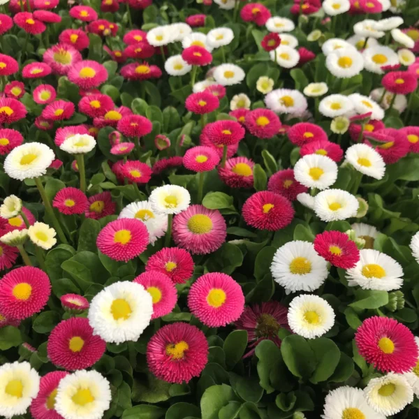 Daisy bellis pomponette mix flower seeds