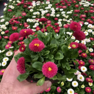 Daisy bellis pomponette mix flower seeds