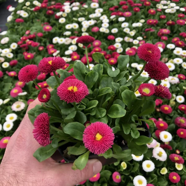 Daisy Bellis pomponette Mix Flower Seeds