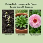 Daisy Bellis pomponette Mix Flower Seeds