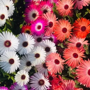 Mesembryanthemum Flower Seeds