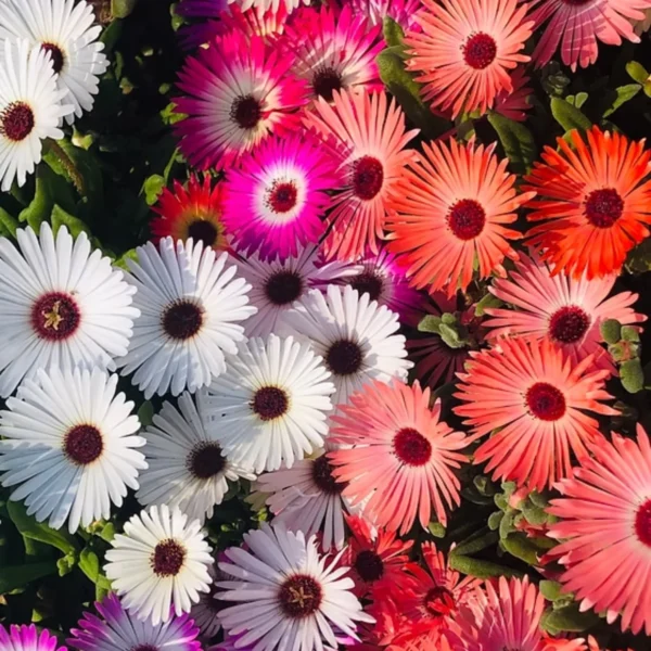 Mesembryanthemum flower seeds
