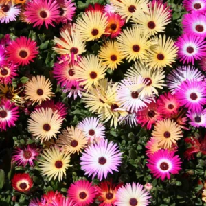 Mesembryanthemum Flower Seeds
