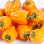 Orange Capsicum_seeds
