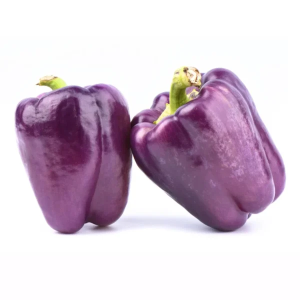 Purple capsicum seeds