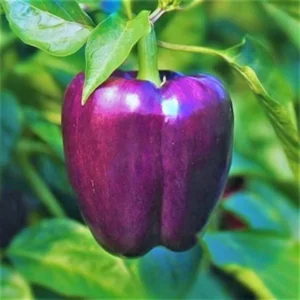 Purple Capsicum seeds