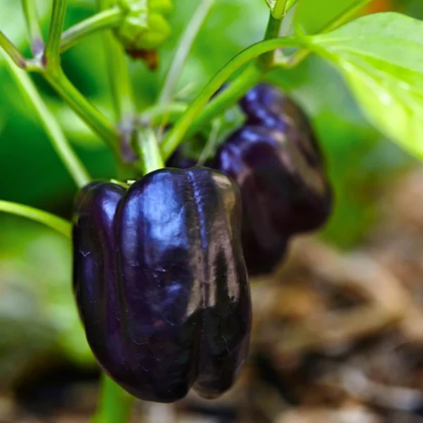 Purple Capsicum seeds