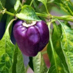 Purple Capsicum seeds