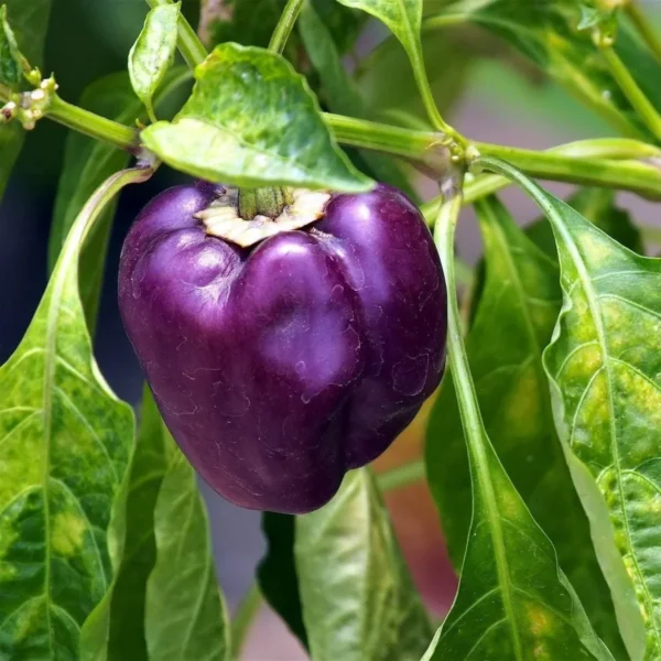 Purple Capsicum seeds