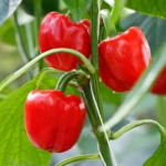Red Capsicum