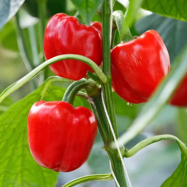 Red Capsicum